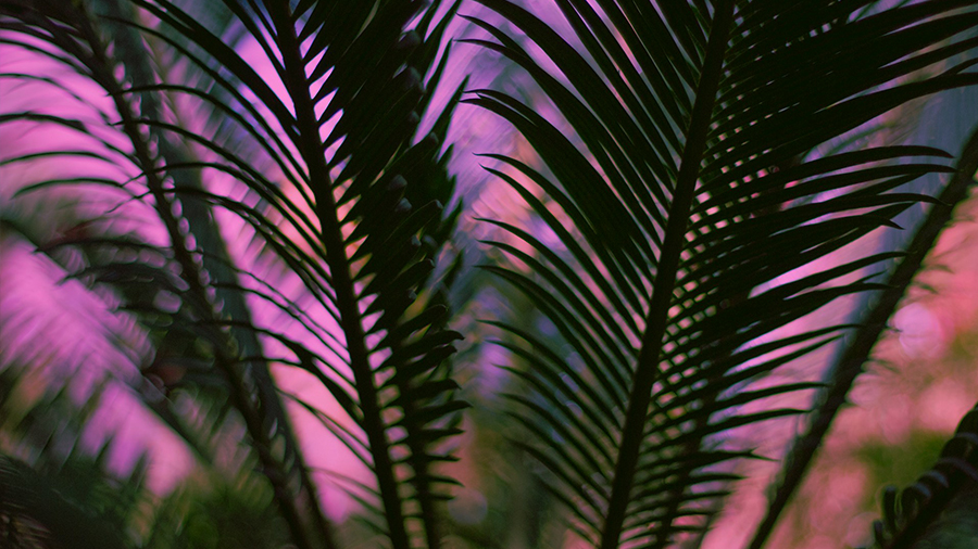 Palmenblätter vor pinkem Hintergrund